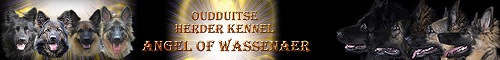 Angel of Wassenaer, Oudduitse Herder Kennel, onze banner